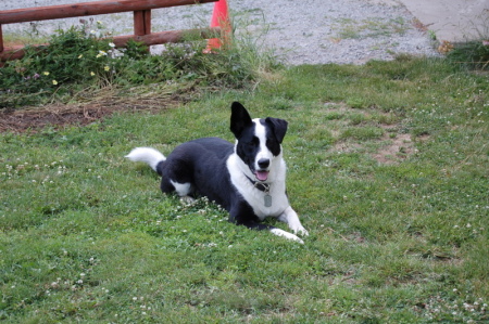 REDSRANCH critter