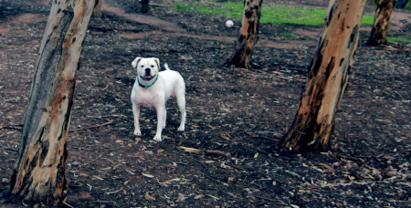 MY DOG MOON DOG AT THE PARK