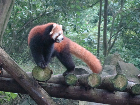 RED PANDA IN THE GIANT PANDA SANCTUARY CHENGDU