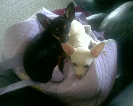 Our little dogs Chichi and Lulu