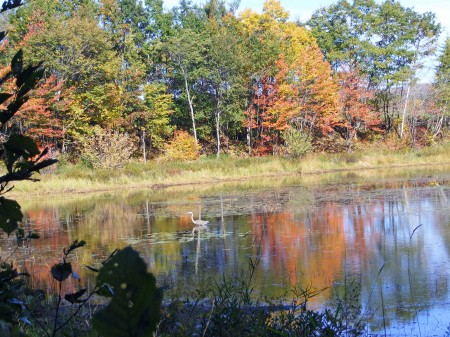 Fall in Maine