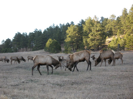 Laura Kromol's album, Evergreen, Colorado