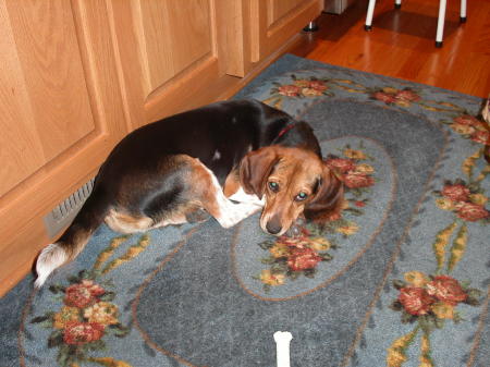 Millie the Beagle