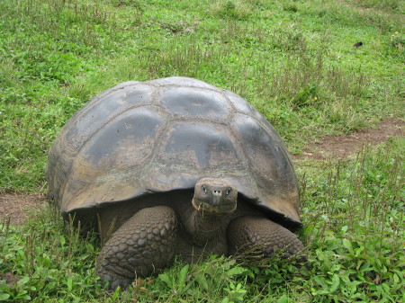Giant Tortoise - Santa Cruz Island - Galapagos