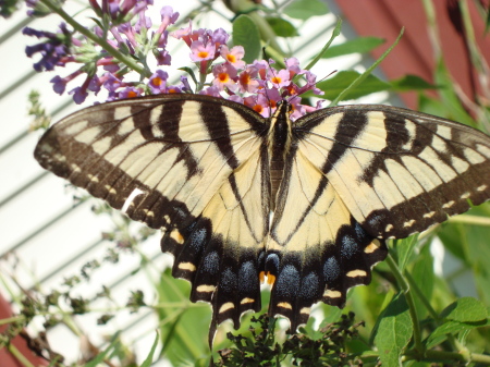 Large Monarch on Butterfly Bush