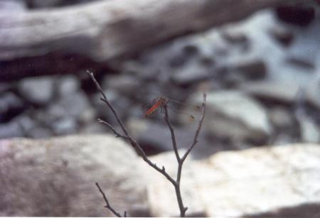 Red Dragonfly