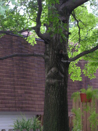 Spooky tree in my yard.