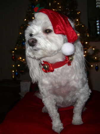 Cassy - Christmas 2008