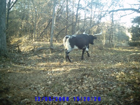 cows on westline rd 002