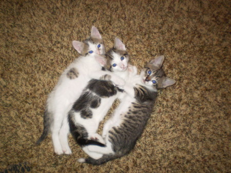 Kittens "08"