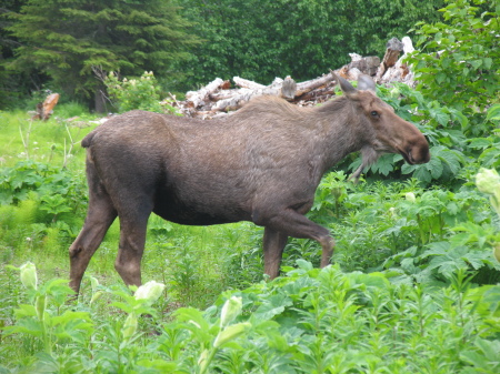 Moose Crossing in Homer, Alaska