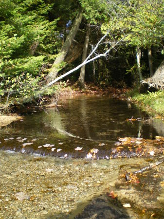 Creek feeding Higgins Lake