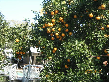 My orange tree in the backyard