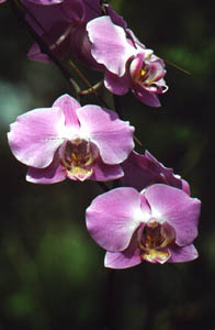 3 Orchids