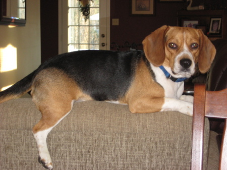 My sweet little boy, Harvey...I love beagles!