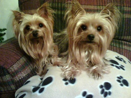 Coco and Priscilla (my children)