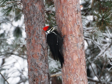 Pileated Woodpecker