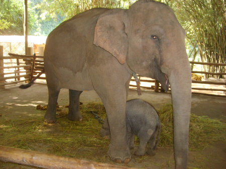 Mama and baby Elephant in Thailand.  Soo cute!