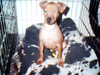 My dog rex 1997