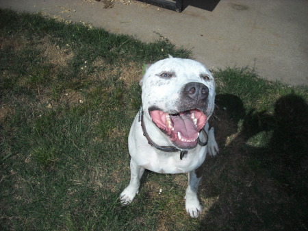 A perfect Pitty Smile!