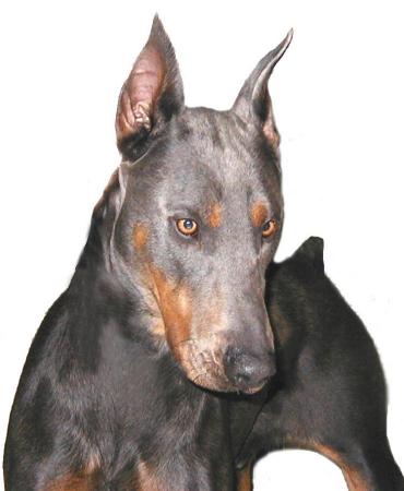 AXEL: HAVE YOU EVER SEEN A GREY DOBERMANN?