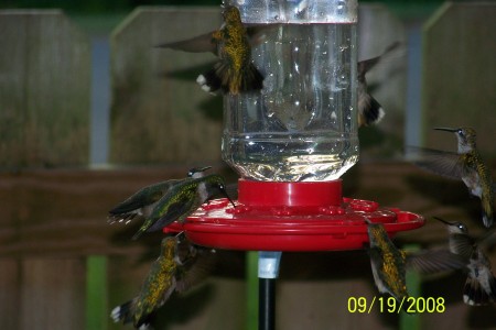 Hummers on the move