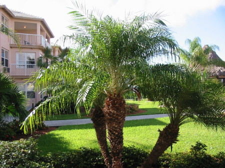 This is the Garden area of our Bahama Condos