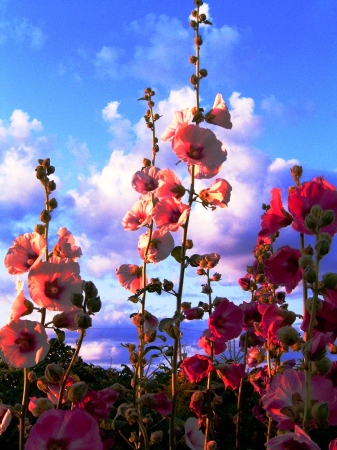 Flowers