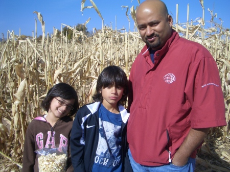 Corn maze