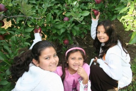 Apple Picking 2008