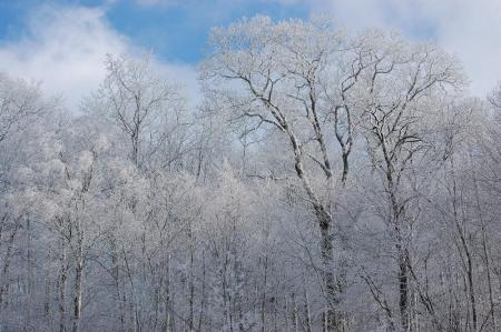 The day after falling snow