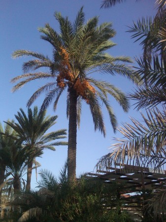 Date Palm