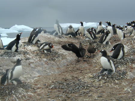 gentoo penguins