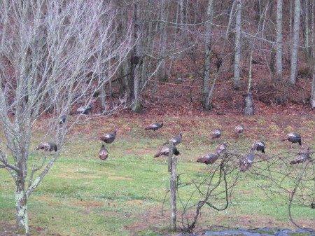 25+ Wild turkeys