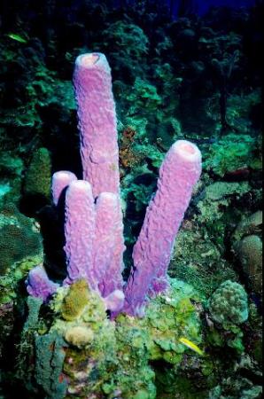 Tube Coral