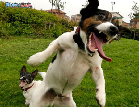 excitable_dogs