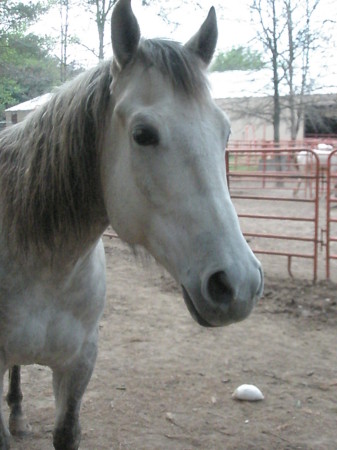 My horse