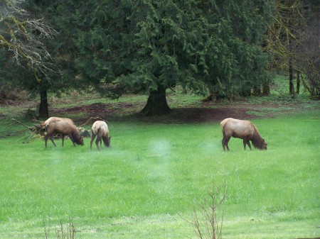 Cow Elk May 2011