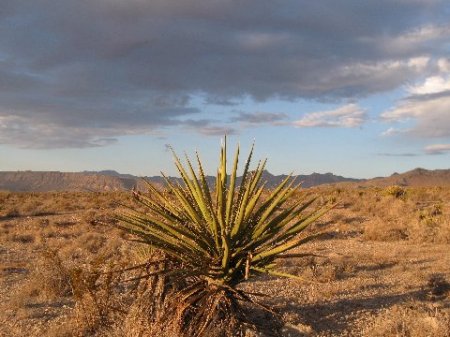 Desert- West Vegas