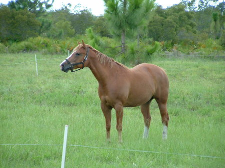 Our horse Sonny!