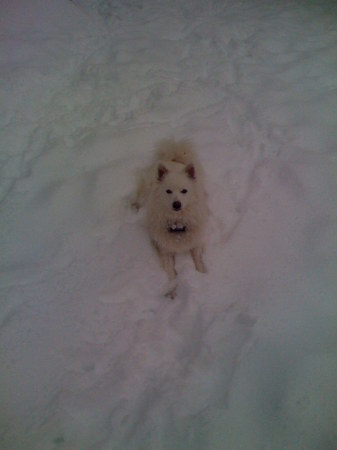 Cooper making Snow Angels.