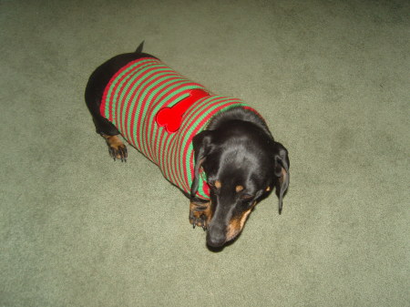 my weiner dog "Bartley"