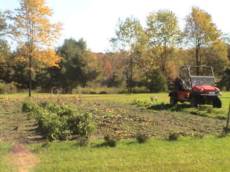 The garden in the fall