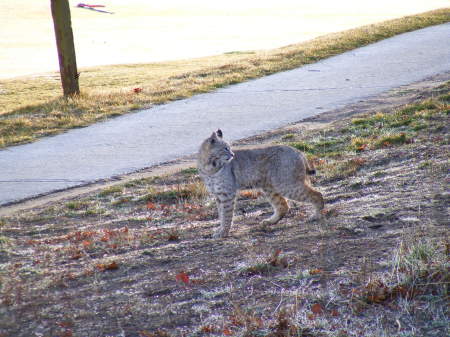 FEMALE BOBCAT