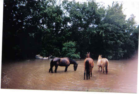 Some of our horses in field playing in water