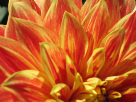 Swan Island Dahlia Farm, Canby OR