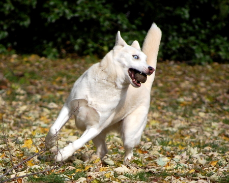 Siberian Husky playtime