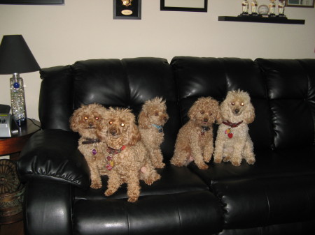 The Poodles