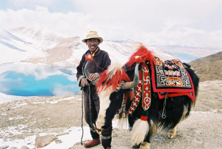 Tibetan With Yak