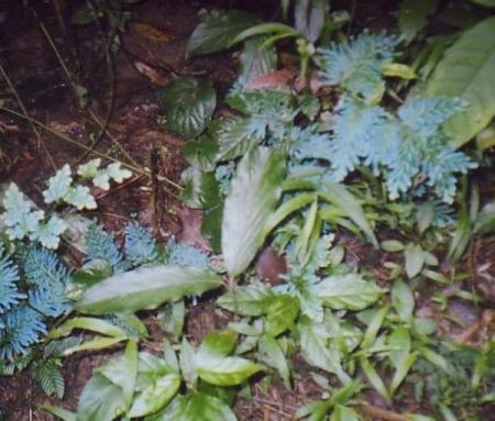 Blue leaves